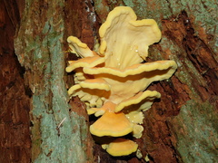Laetiporus conifericola