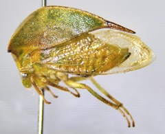 Stictocephala
