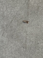 Tachystola hemisema