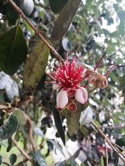 Feijoa