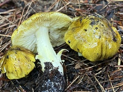 Tricholoma sejunctum