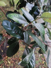 Feijoa