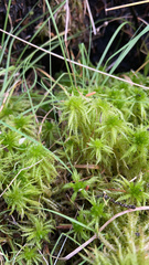 Sphagnum squarrosum