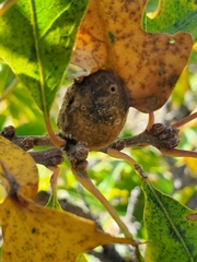 Andricus quercuspetiolicola