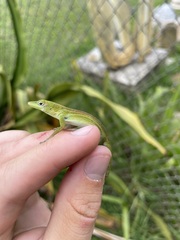 Anolis chlorocyanus