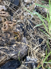 Eriotremex formosanus