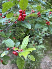 Ilex verticillata