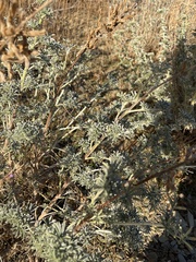Lupinus albifrons