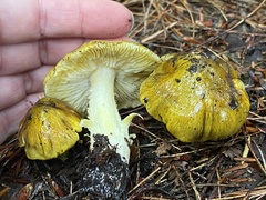 Tricholoma sejunctum