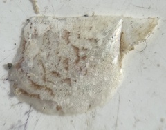 Pteria colymbus