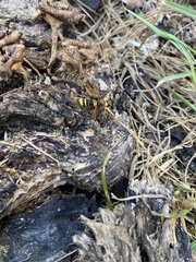 Eriotremex formosanus