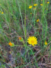 Bradburia pilosa