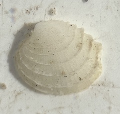 Chione elevata
