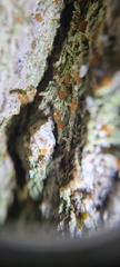 Bacidia rubella