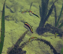 Trachinops taeniatus