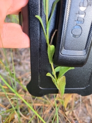 Bradburia pilosa