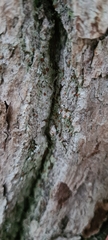 Bacidia rubella