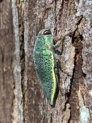 Psiloptera attenuata