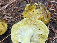 Tricholoma sejunctum