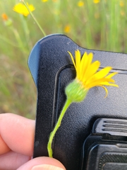 Bradburia pilosa
