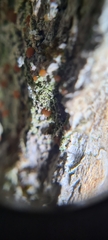 Bacidia rubella