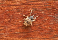 Conotrachelus posticatus