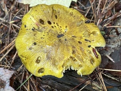Tricholoma sejunctum