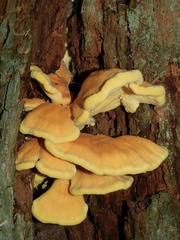 Laetiporus conifericola