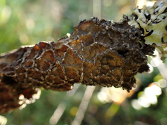 Lobaria anomala