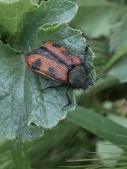 Astylus trifasciatus