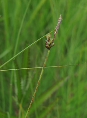 Carex meyeriana