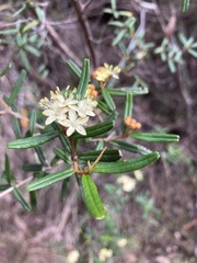 Phebalium squamulosum