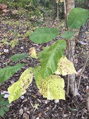 Magnolia macrophylla