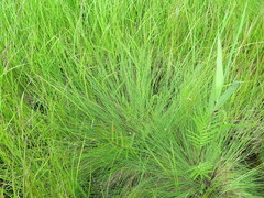 Carex meyeriana