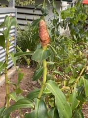 Costus