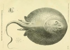 Magdalena River Stingray photo 2