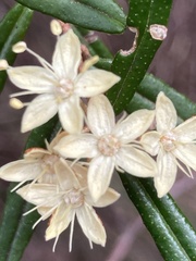 Phebalium squamulosum