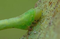 Electrophaes corylata