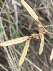 Phebalium squamulosum