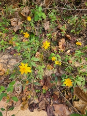 Coreopsis pubescens