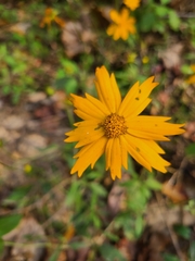 Coreopsis pubescens