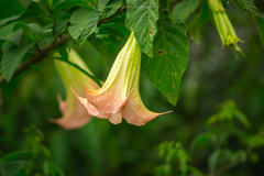 Brugmansia