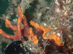 Schizoporella errata