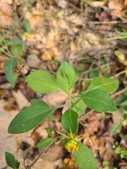 Coreopsis pubescens