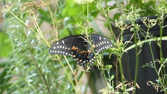 Papilio polyxenes asterius
