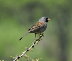 Spizella atrogularis