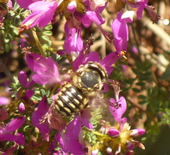 Anthidium