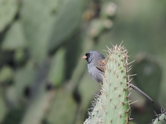 Spizella atrogularis