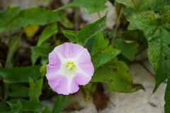 Calystegia sepium