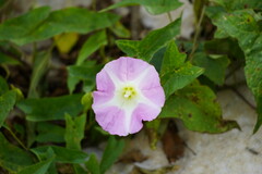 Calystegia sepium